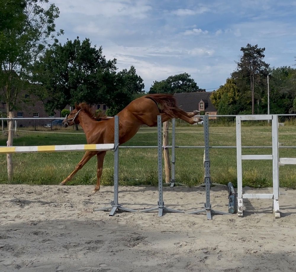 BWP springpaard Hengst 1 jaar Vos te koop - Foto 5