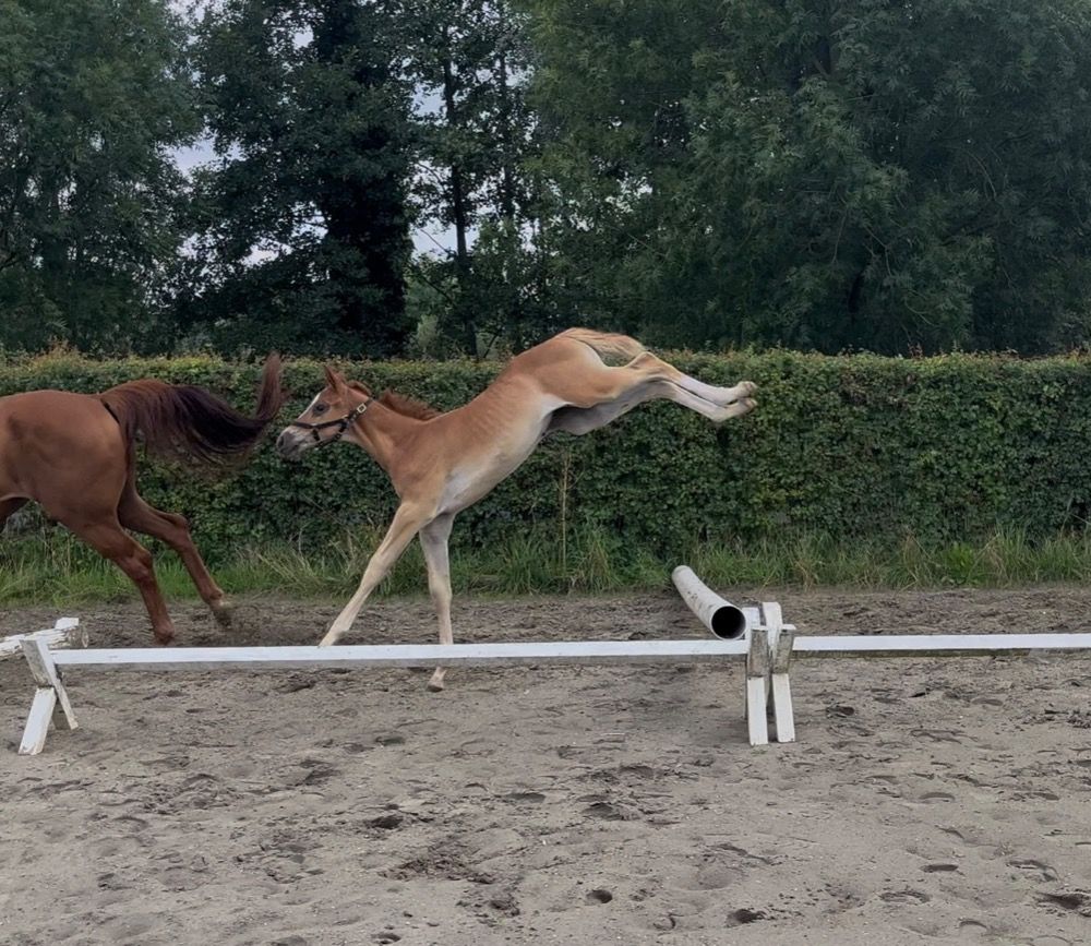 BWP springpaard Hengst 1 jaar Vos te koop - Hoofdfoto