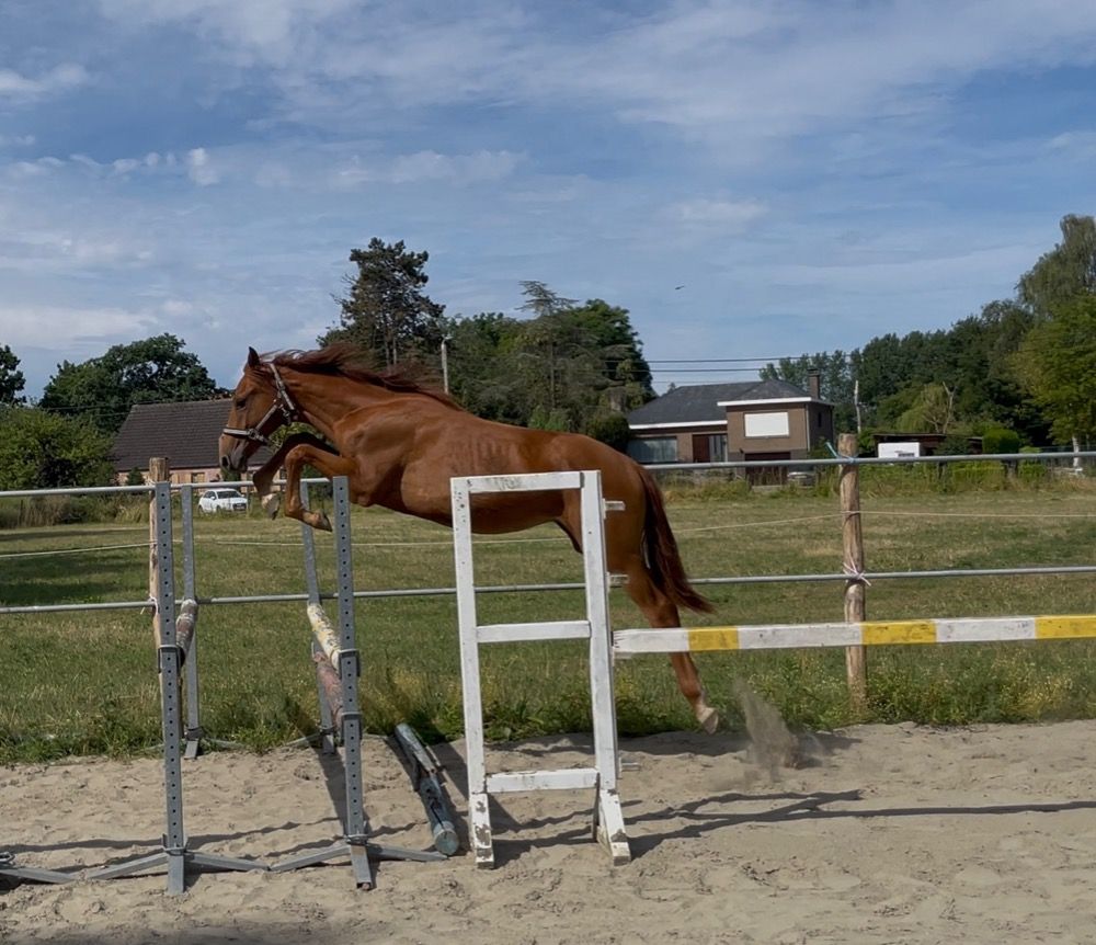 BWP springpaard Hengst 1 jaar Vos te koop - Foto 4
