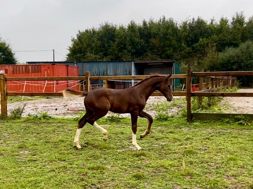 kwpn dressuurpaard ruin 2 Jahre alt vos zu verkaufen - Foto 6