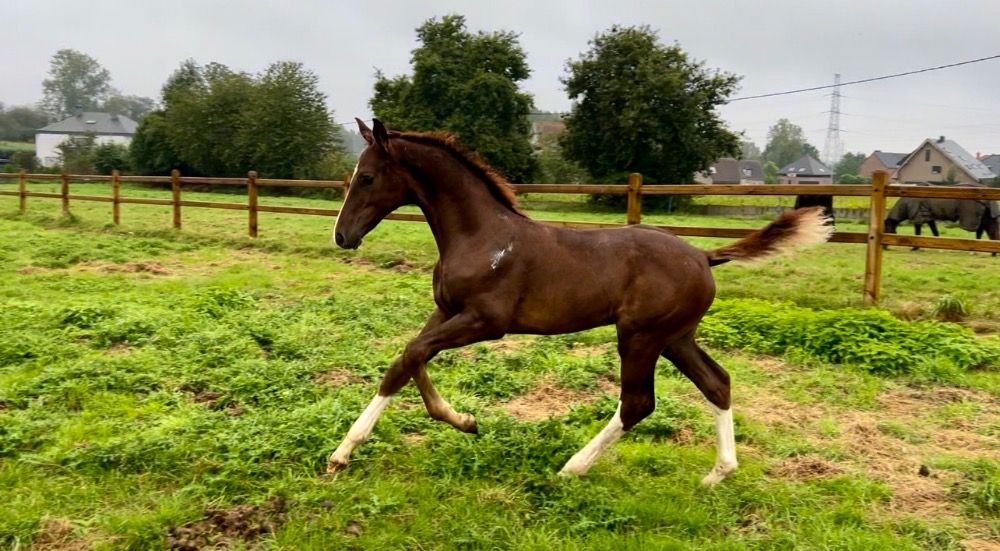 kwpn dressuurpaard ruin 2 Jahre alt vos zu verkaufen - Foto 5