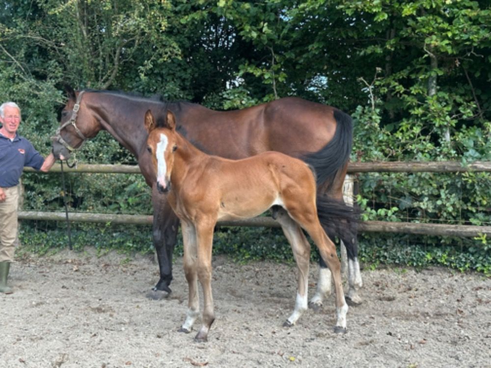 KWPN springpaard Hengst Bruin te koop - Hoofdfoto