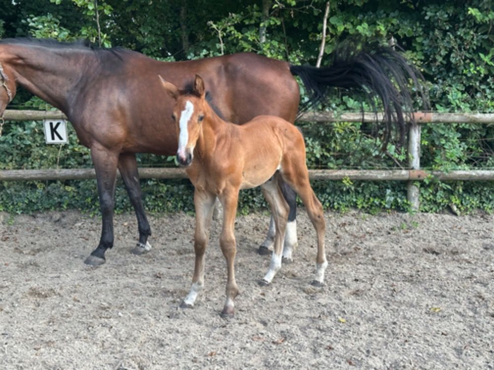 KWPN springpaard Hengst Bruin te koop - Foto 3