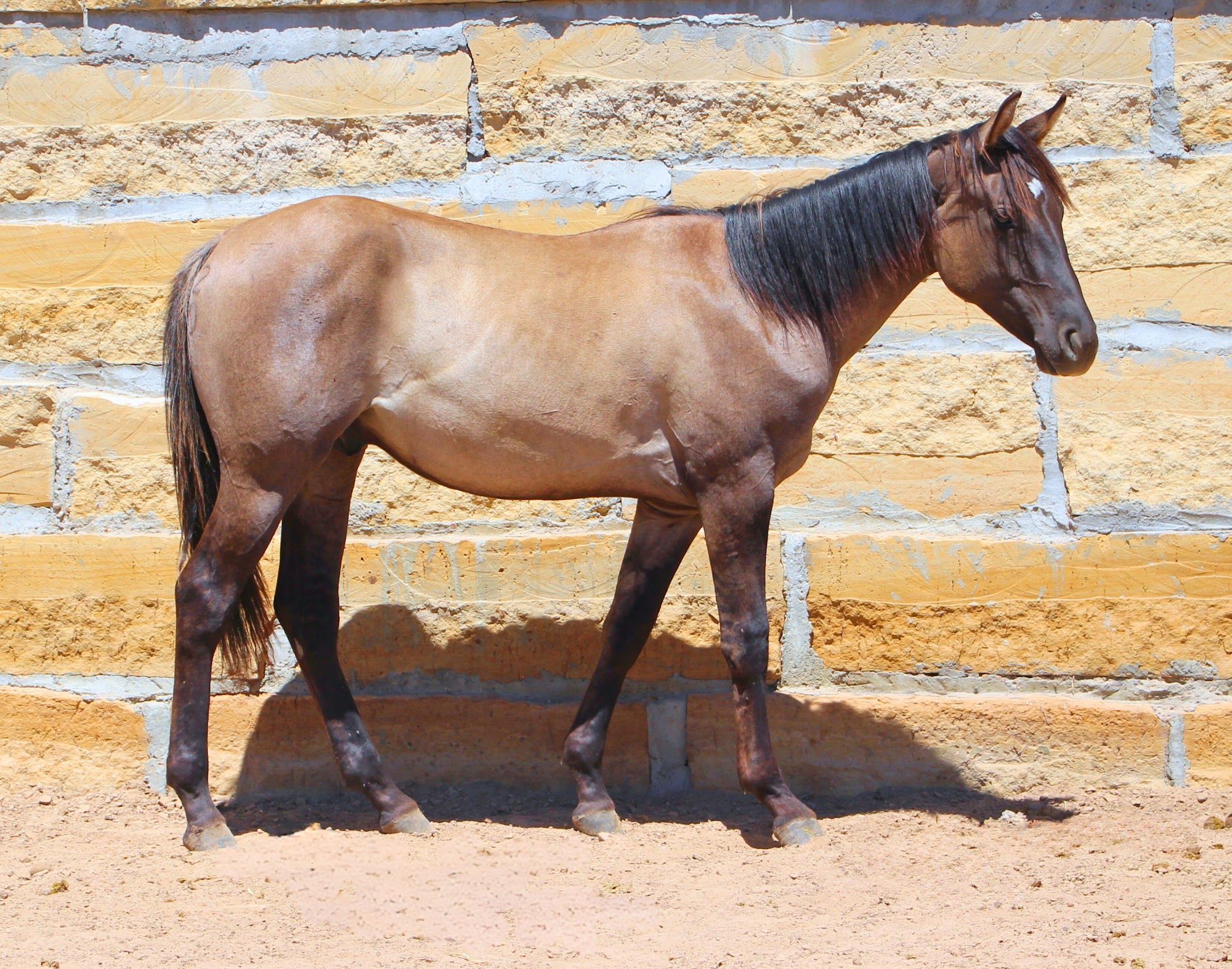 quarter-horse western-paard hengst 3 jaar te koop - Foto 2