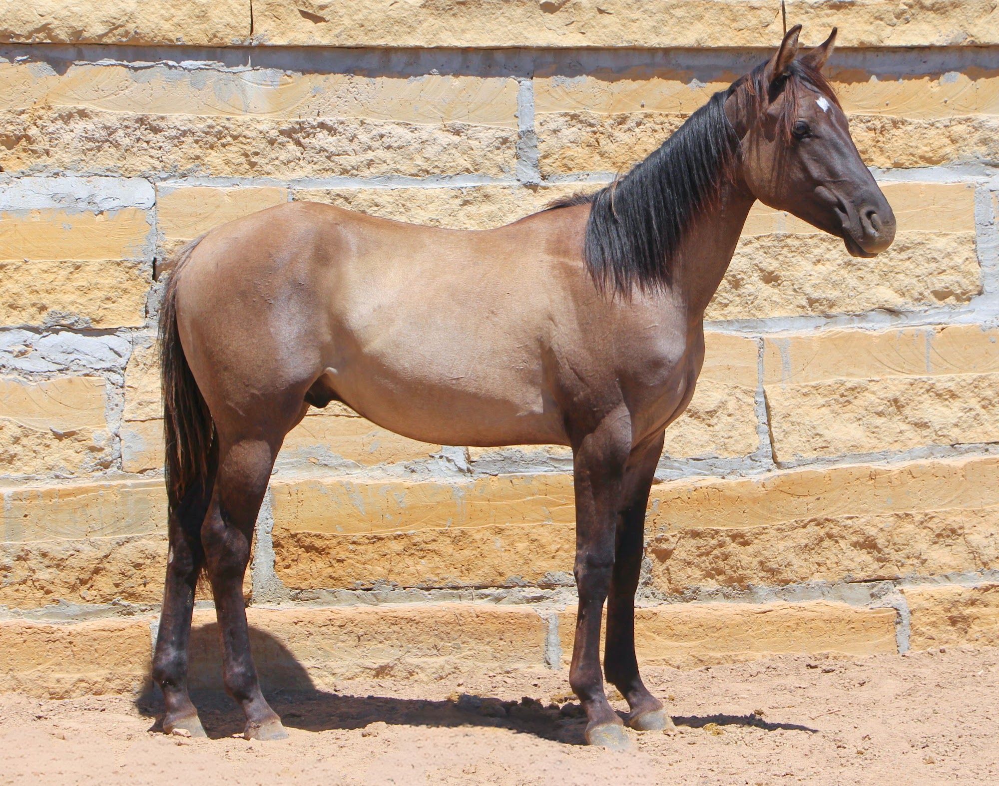 quarter-horse western-paard hengst 3 jaar te koop - Foto 3