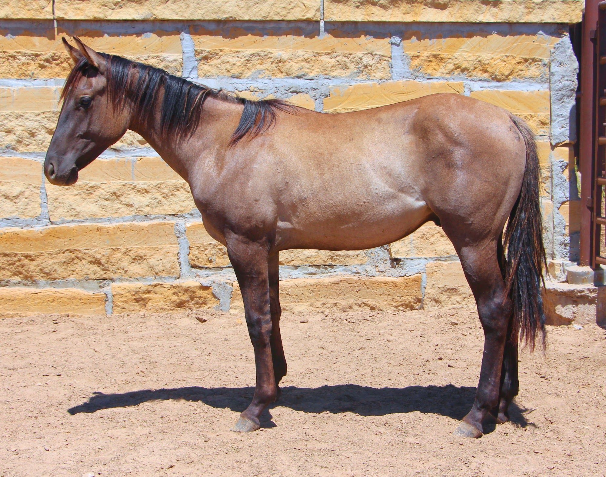 quarter-horse western-paard hengst 3 jaar te koop - Foto 4