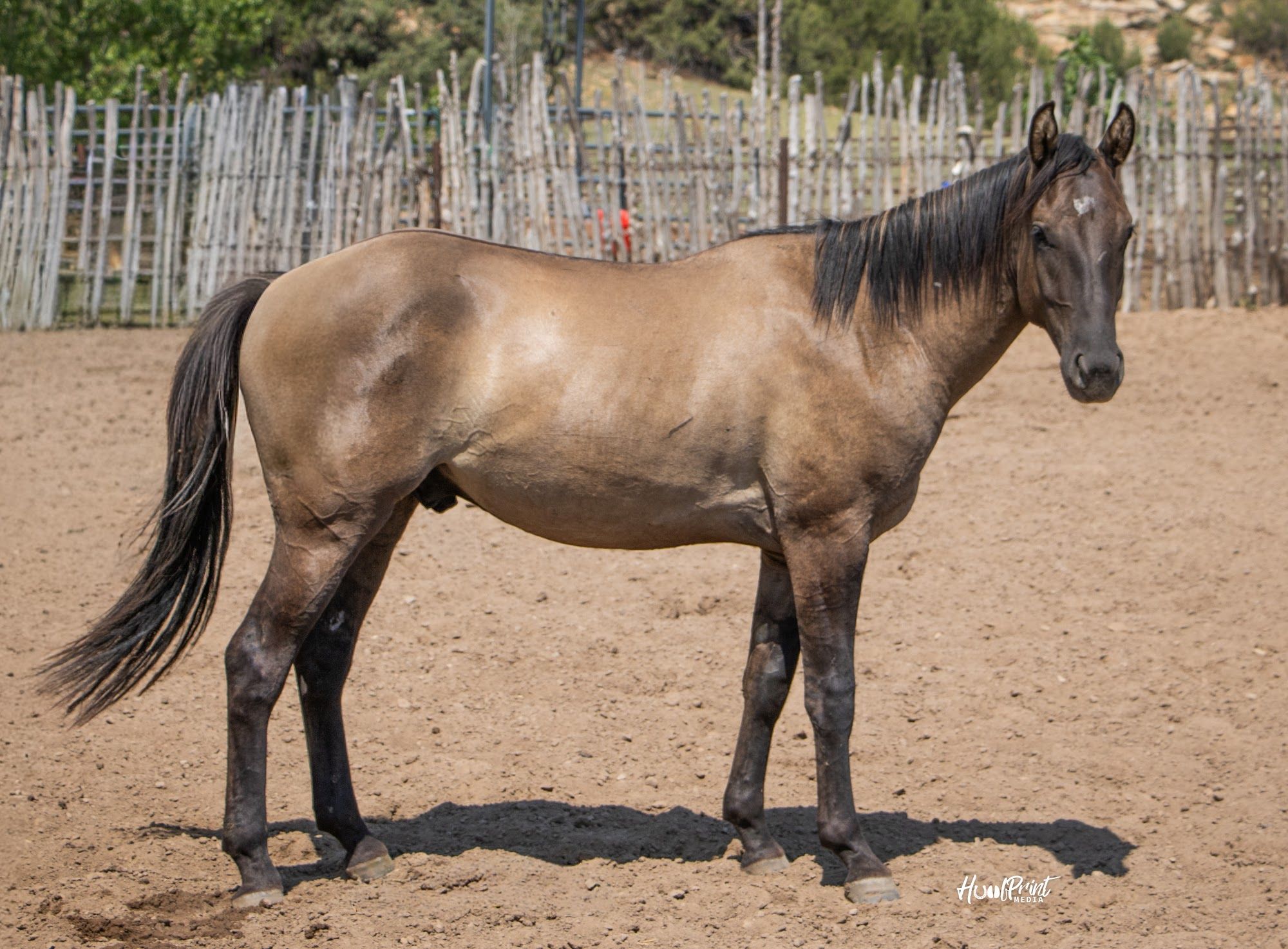 quarter-horse western-paard hengst 3 jaar te koop - Foto 5
