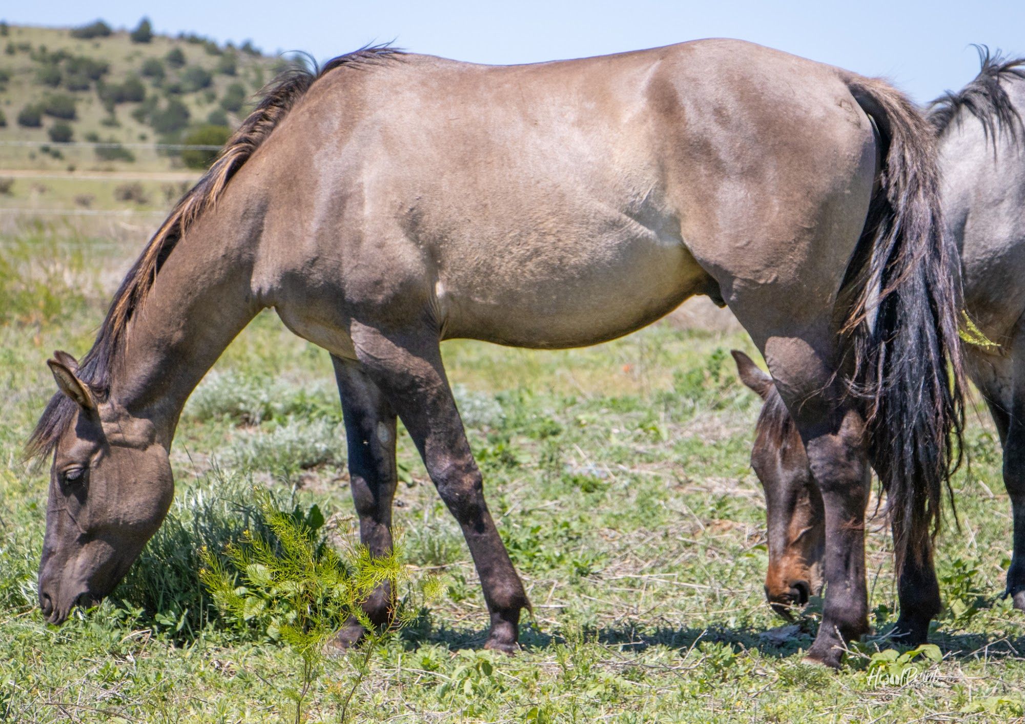 quarter-horse western-paard hengst 3 jaar te koop - Foto 6