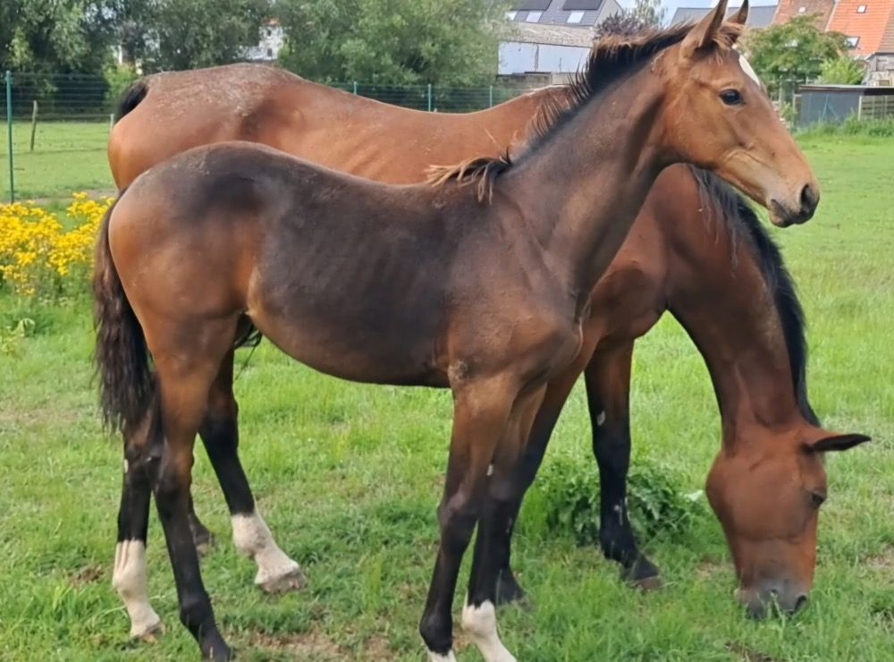 Zangersheide springpaard Merrie Bruin te koop - Hoofdfoto