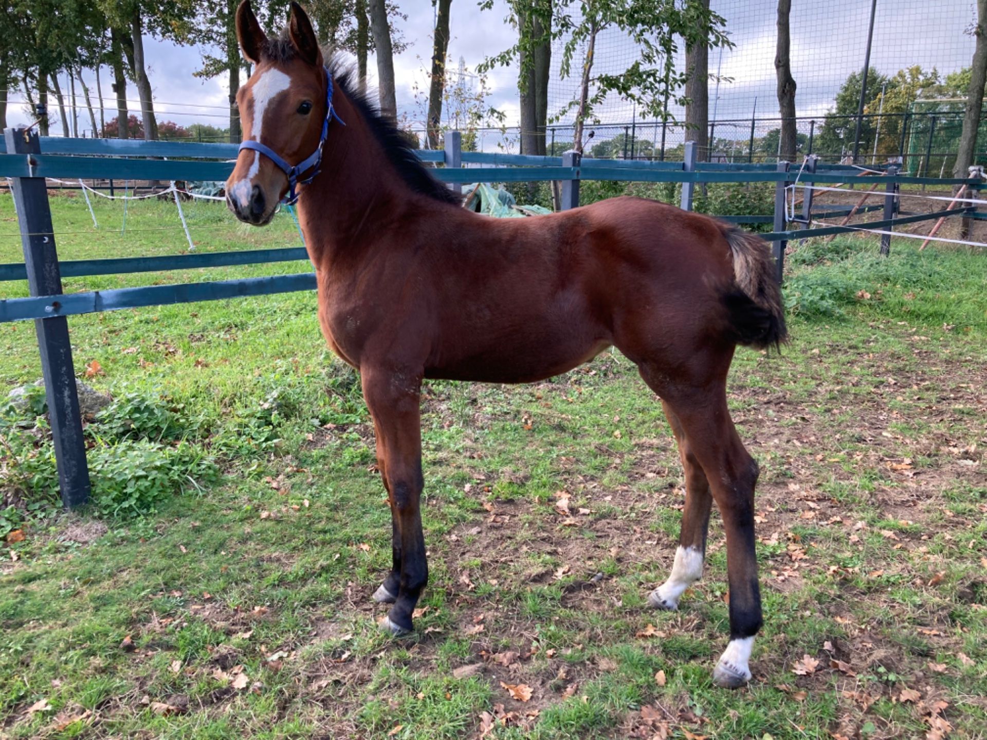 Showjumper, Mare, 0 years