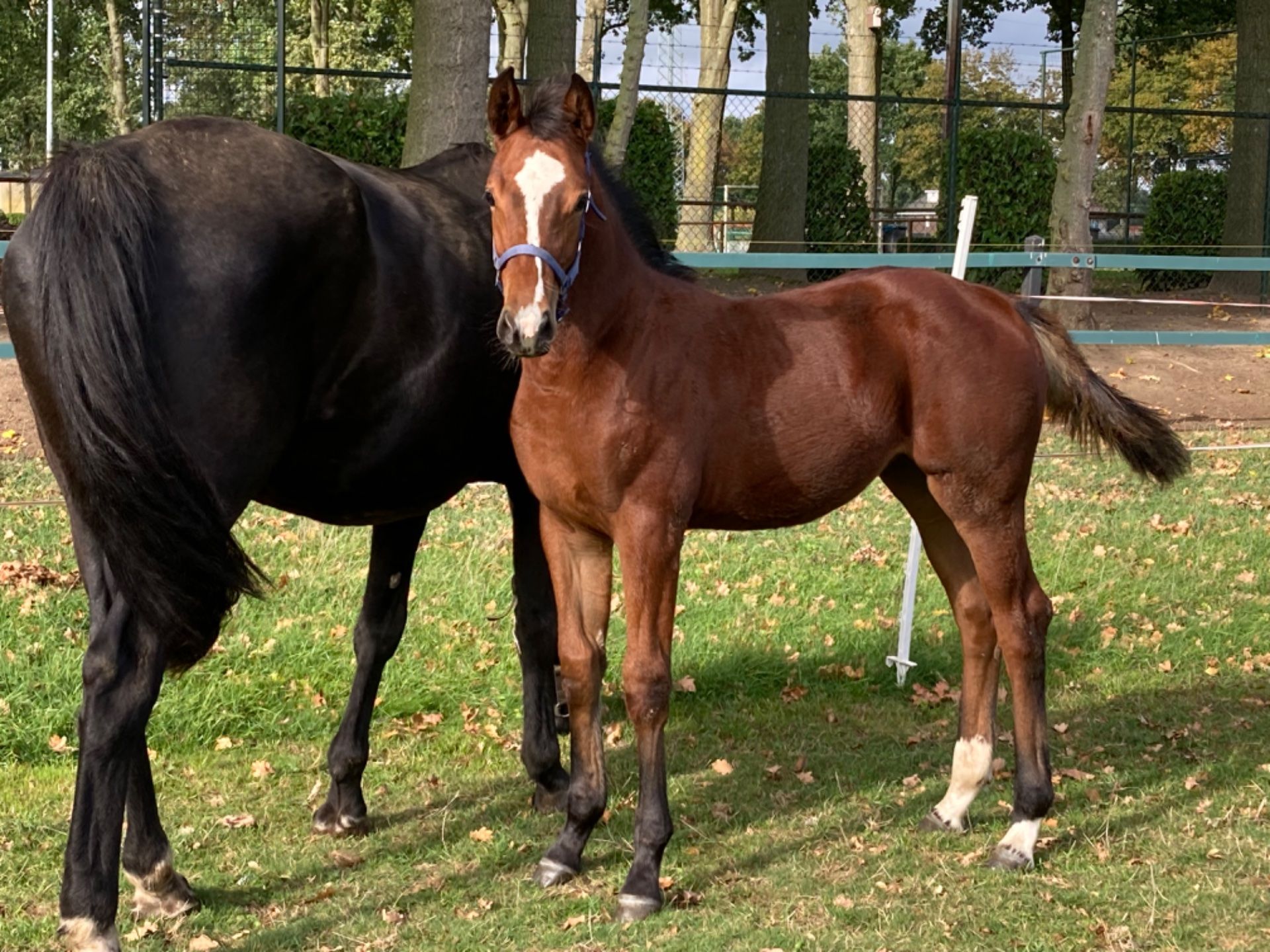 kwpn springpaard merrie 0 years old bruin for sale - Photo 2
