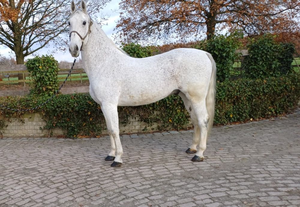 Te koop 12-jarige Tuigpaard ruin