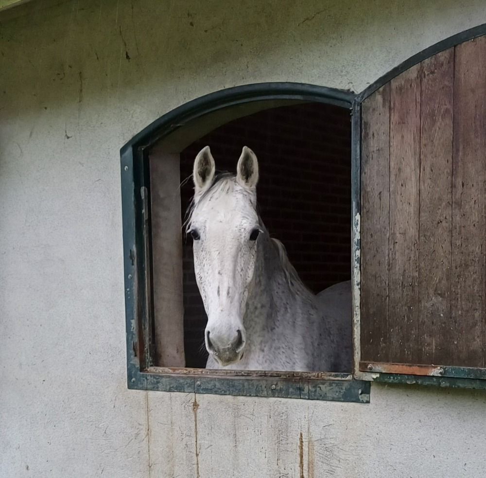 tuigpaard Ruin 12 jaar Schimmel te koop - Foto 2
