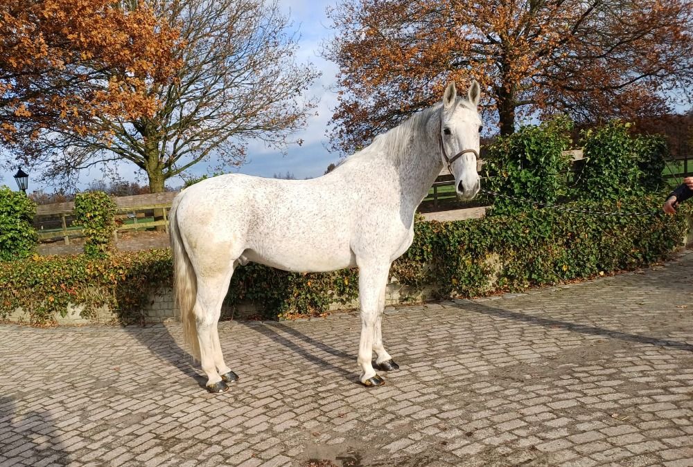 tuigpaard Ruin 12 jaar Schimmel te koop - Foto 3