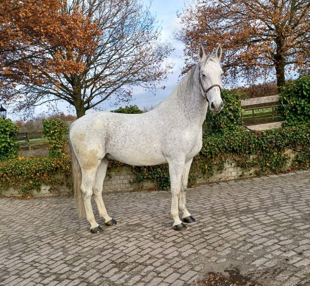 tuigpaard Ruin 12 jaar Schimmel te koop - Foto 5
