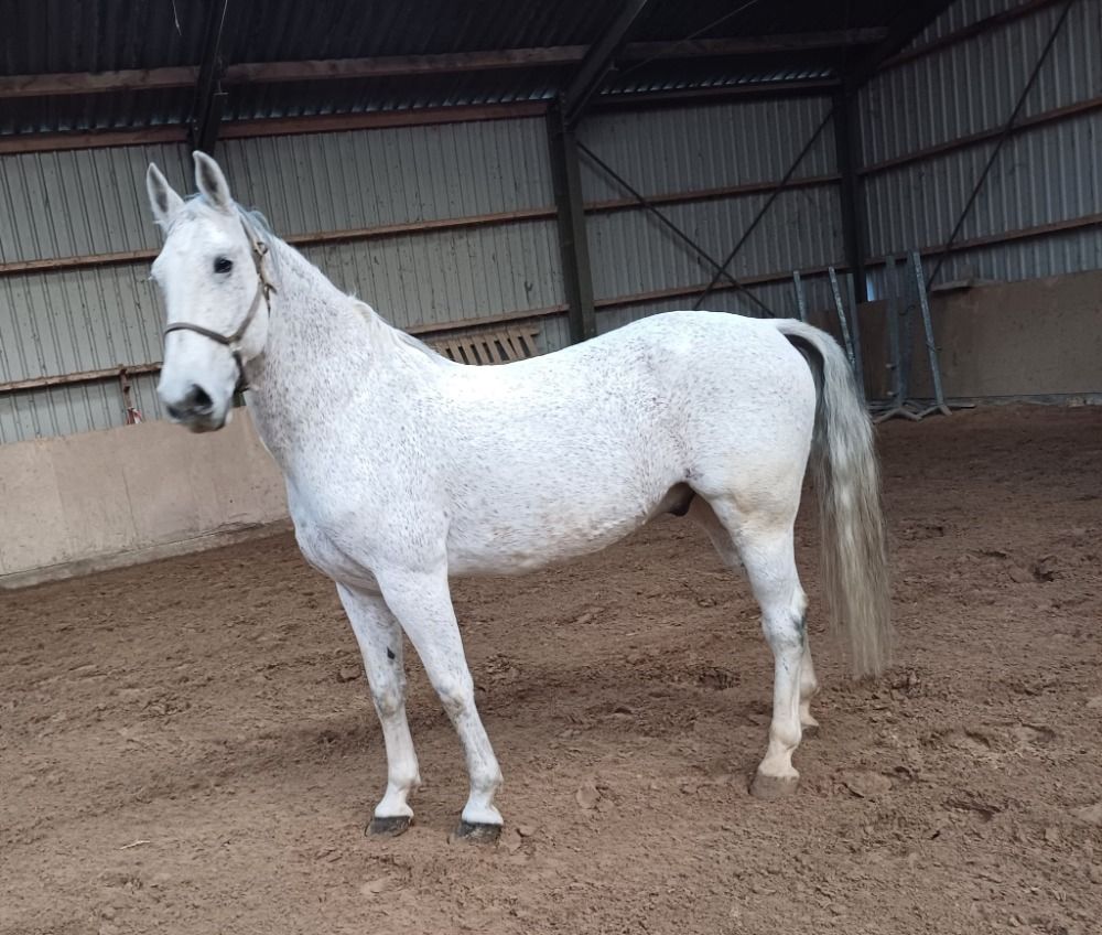 tuigpaard Ruin 12 jaar Schimmel te koop - Foto 4