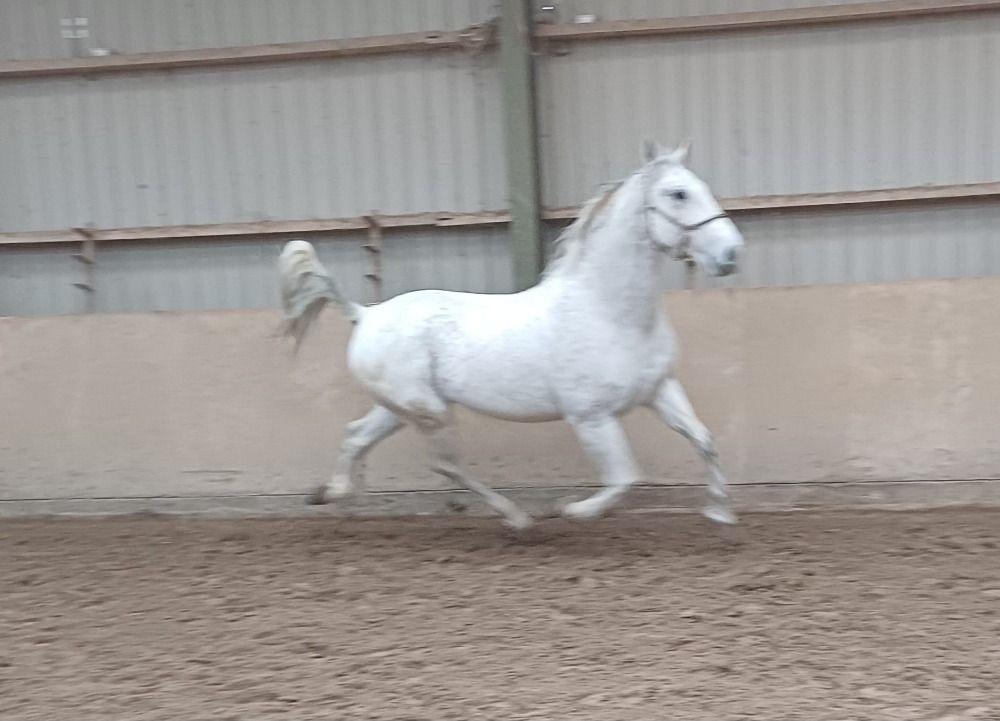 tuigpaard Ruin 12 jaar Schimmel te koop - Foto 6