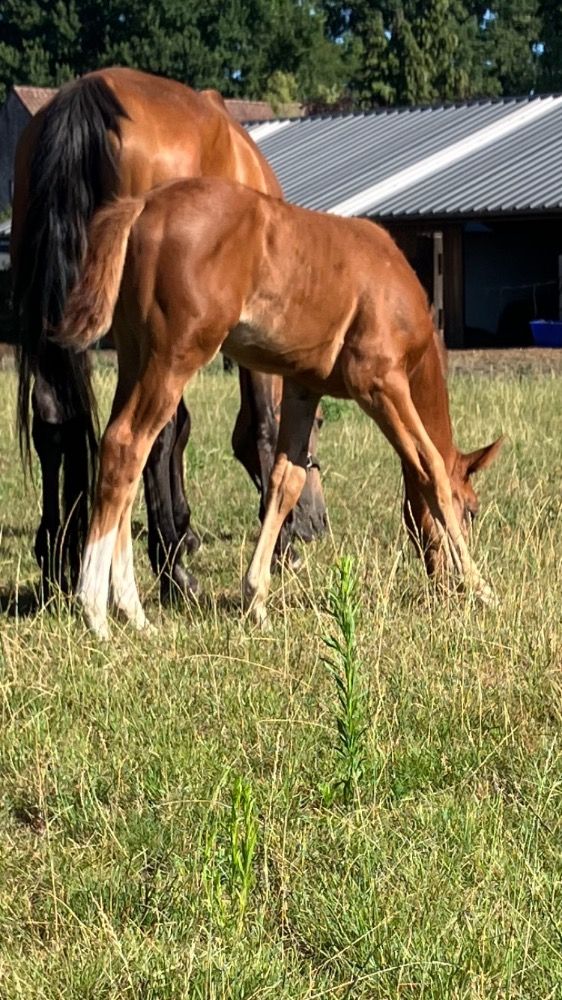 BWP springpaard Hengst Vos te koop - Hoofdfoto