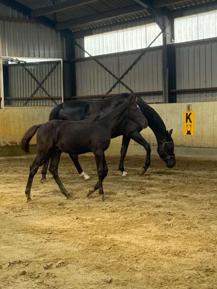 KWPN dressuurpaard Hengst Zwart te koop - Foto 2