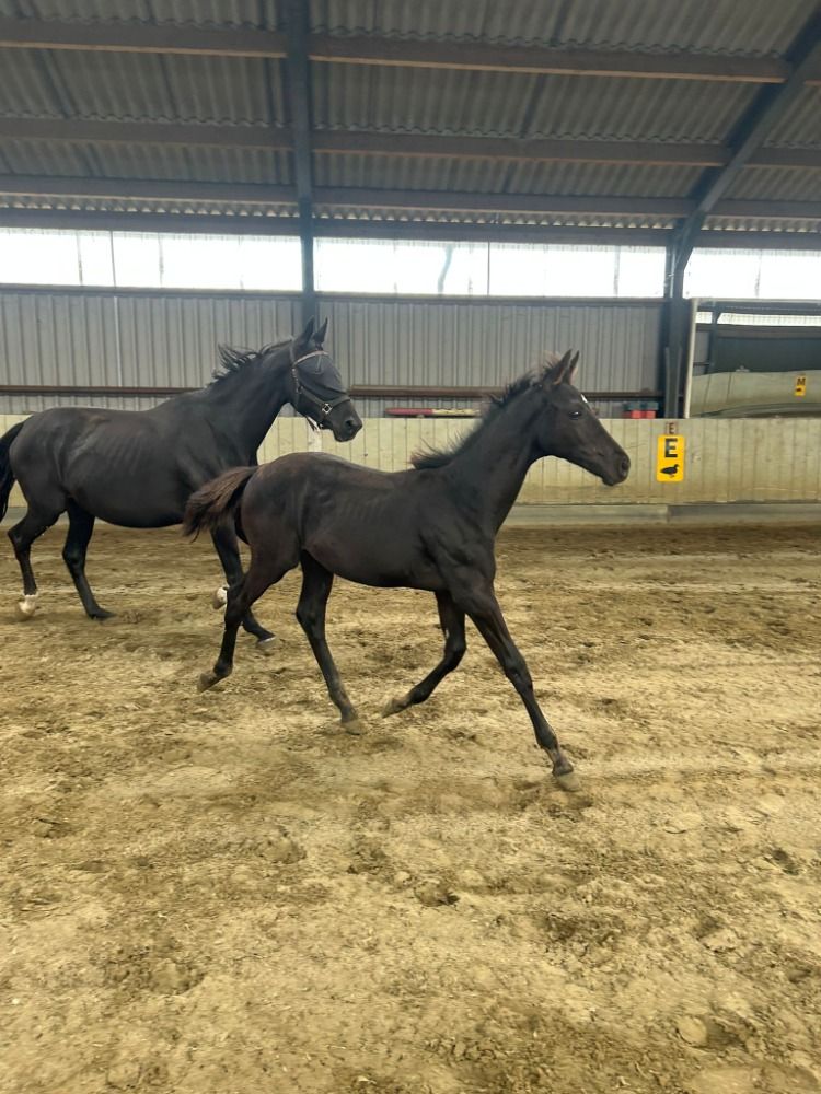 KWPN dressuurpaard Hengst Zwart te koop - Hoofdfoto