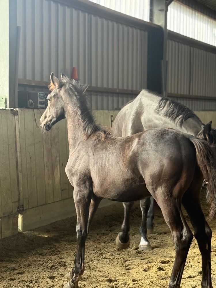 KWPN dressuurpaard Hengst Zwart te koop - Foto 3