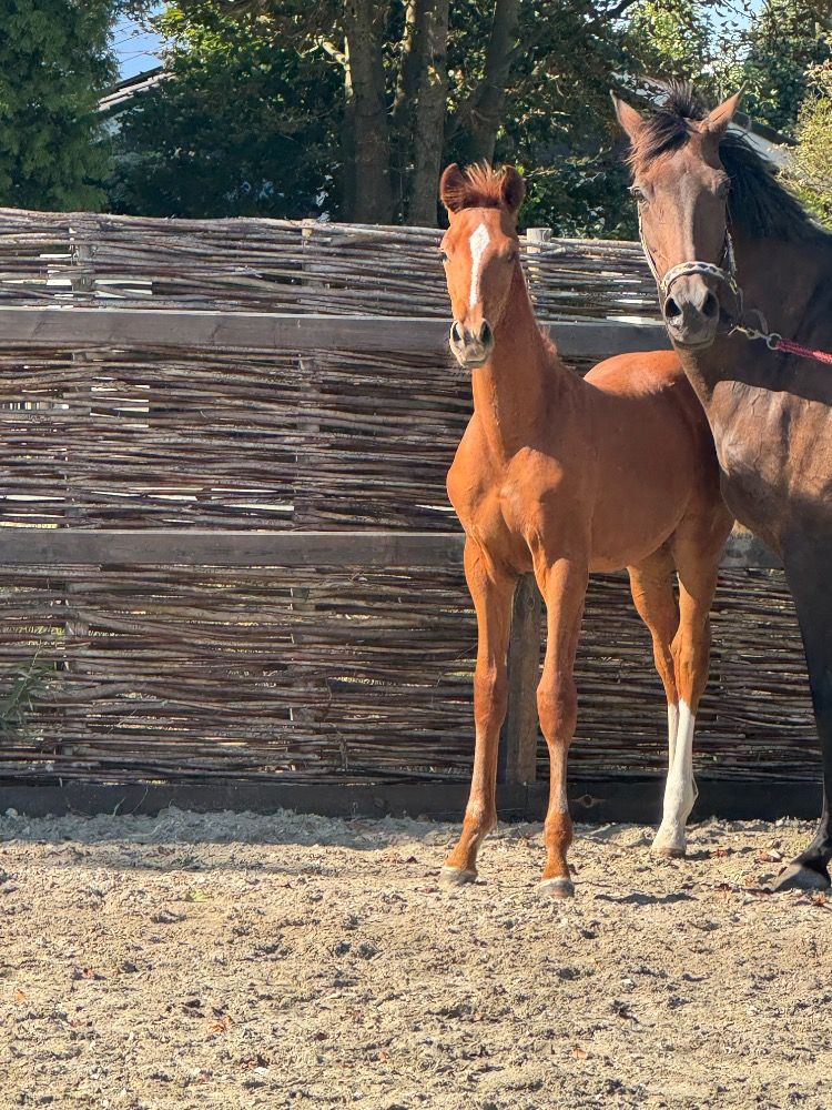 KWPN dressuurpaard Hengst Vos te koop - Foto 3