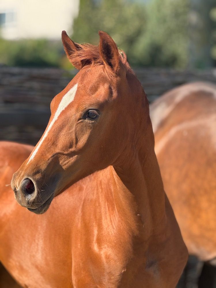 KWPN dressuurpaard Hengst Vos te koop - Foto 2