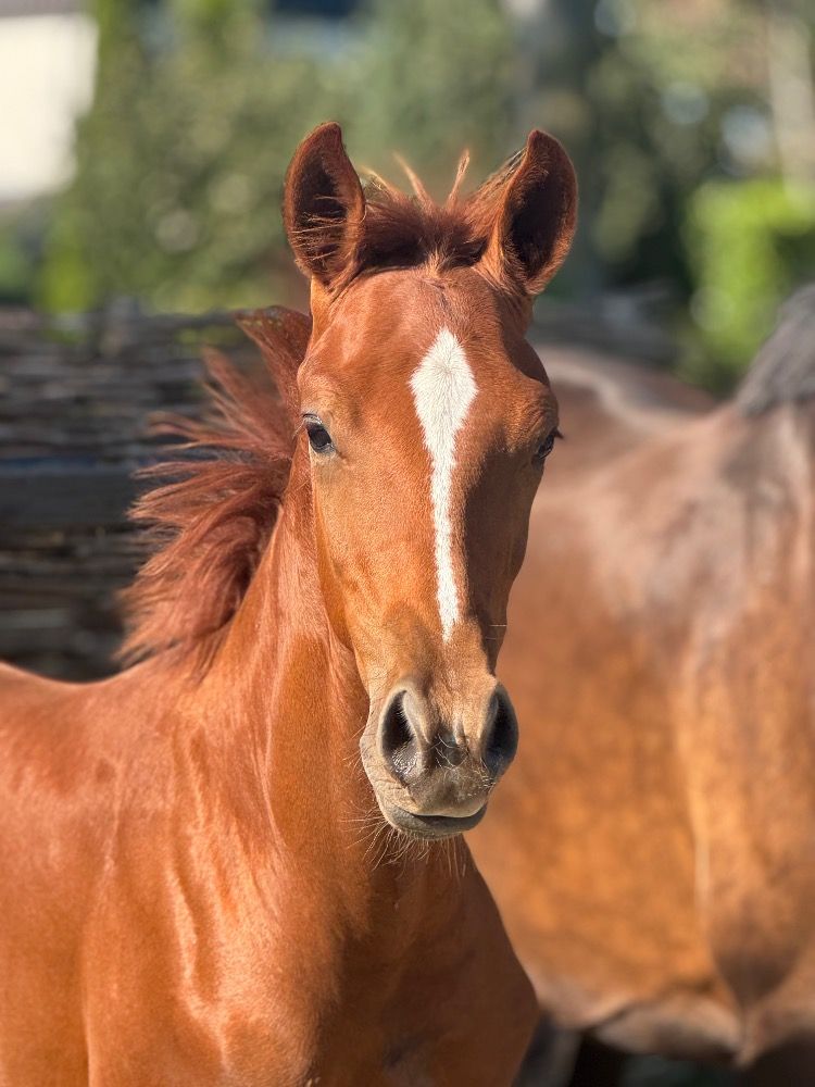 KWPN dressuurpaard Hengst Vos te koop - Hoofdfoto