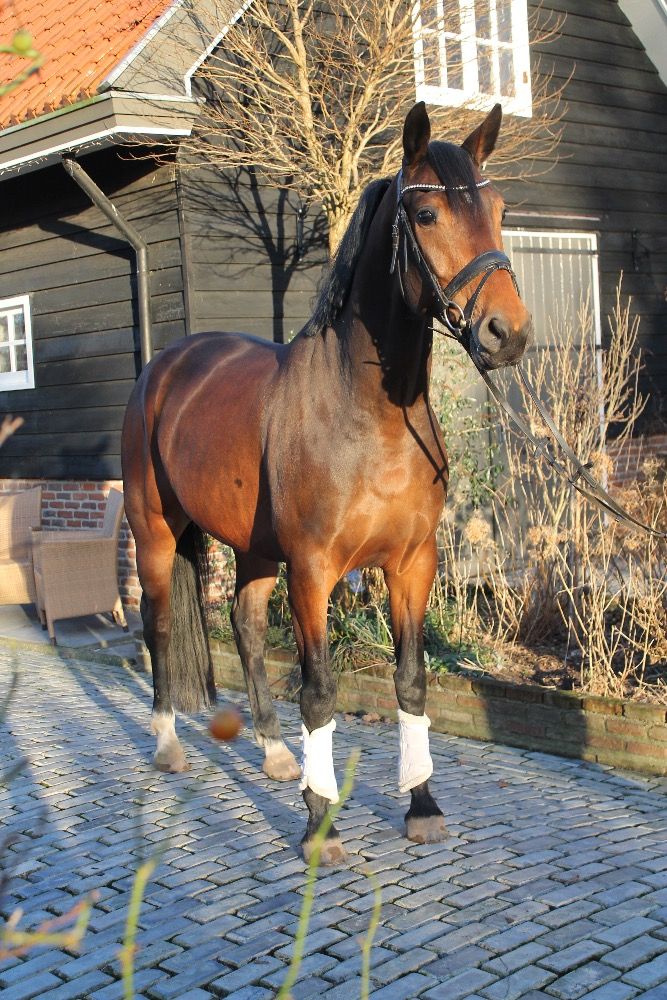 Mooie sport/fok merrie te koop
