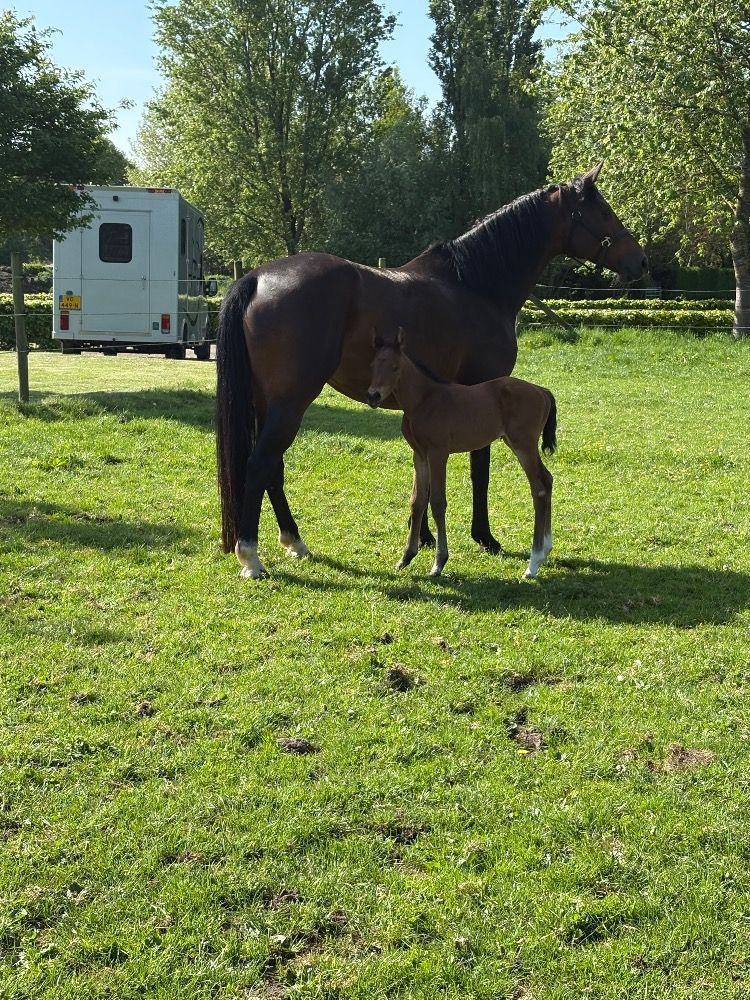 KWPN dressuurpaard Merrie 6 jaar Bruin te koop - Foto 3