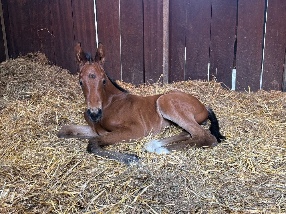 KWPN dressuurpaard Merrie 6 jaar Bruin te koop - Foto 4