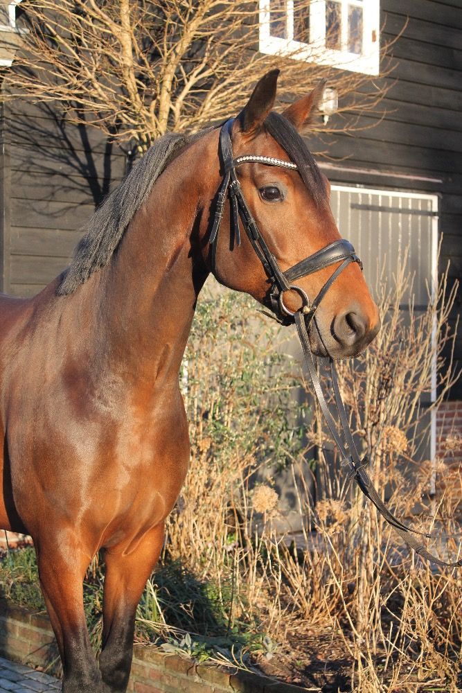 KWPN dressuurpaard Merrie 6 jaar Bruin te koop - Foto 2