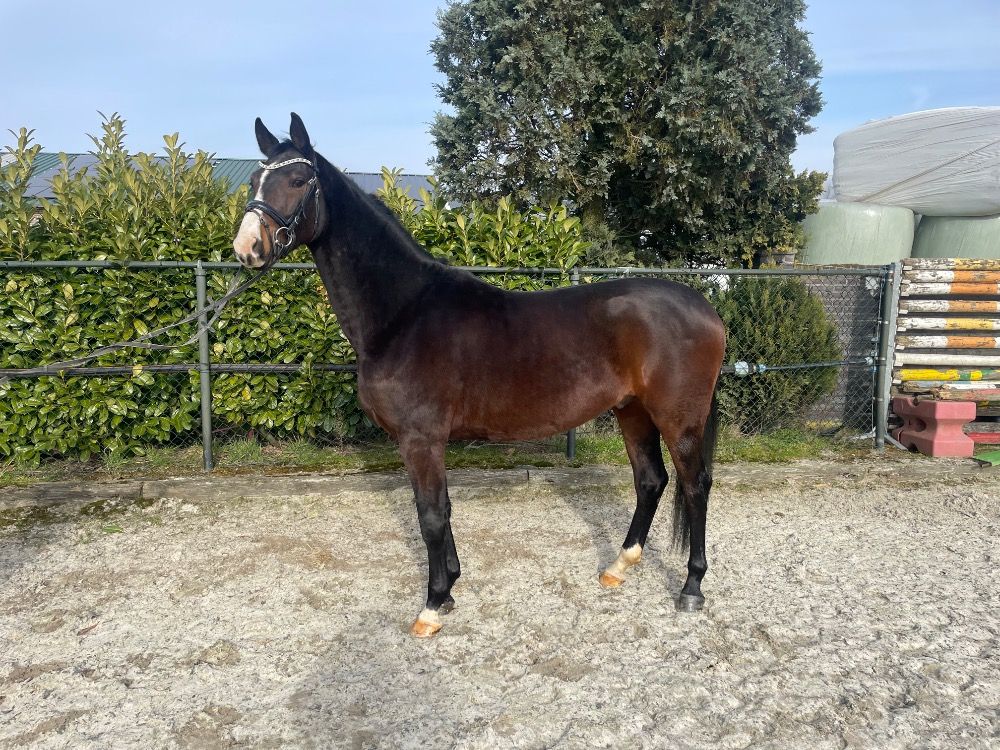 KWPN dressuurpaard Ruin 4 jaar Bruin te koop - Foto 5