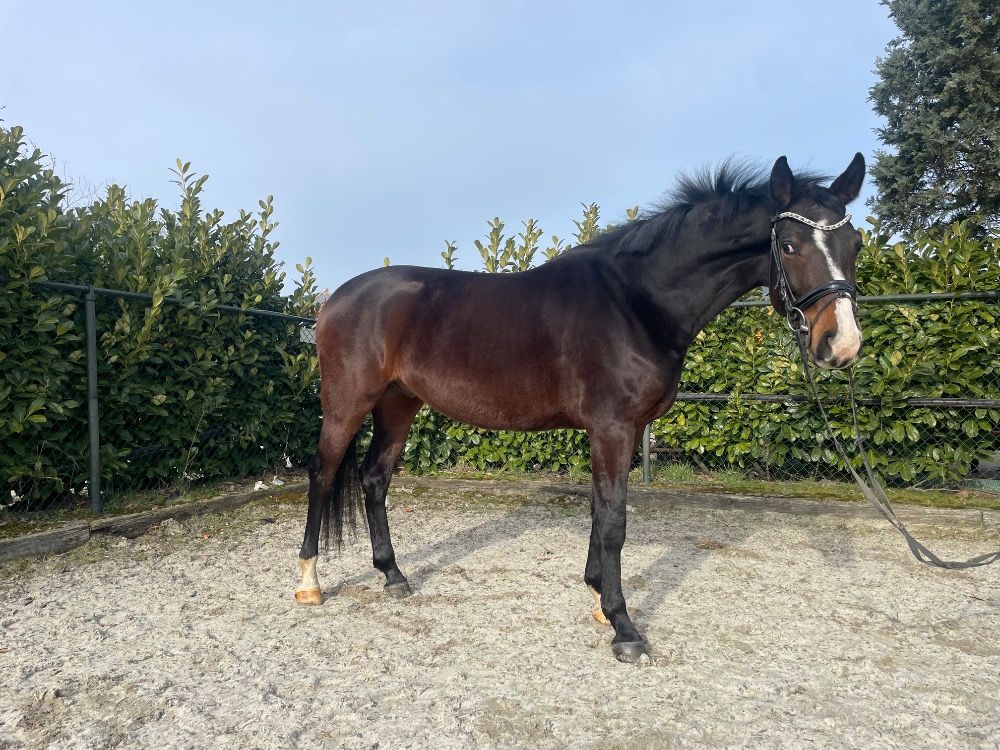 KWPN dressuurpaard Ruin 4 jaar Bruin te koop - Foto 3