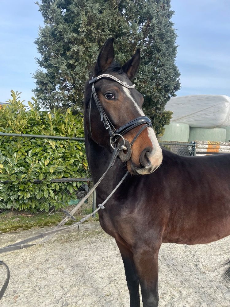 KWPN dressuurpaard Ruin 4 jaar Bruin te koop - Foto 2
