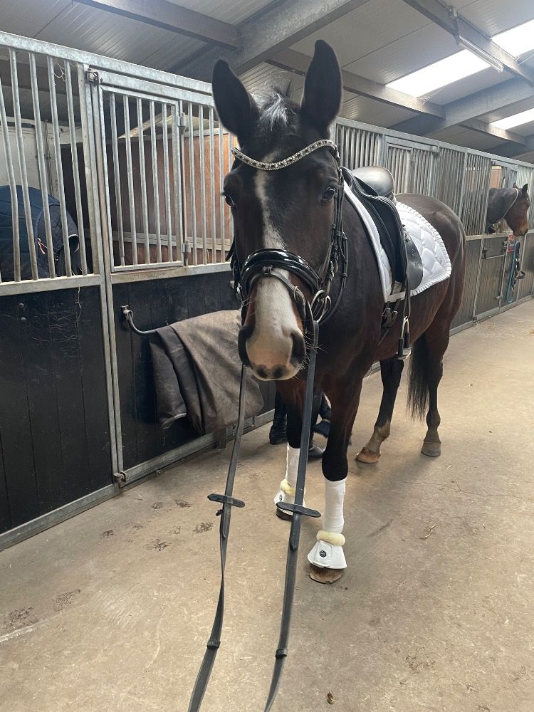 4 jarige Kilian x Jetset D ruin