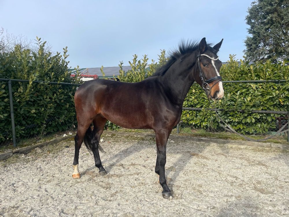 KWPN dressuurpaard Ruin 4 jaar Bruin te koop - Foto 4