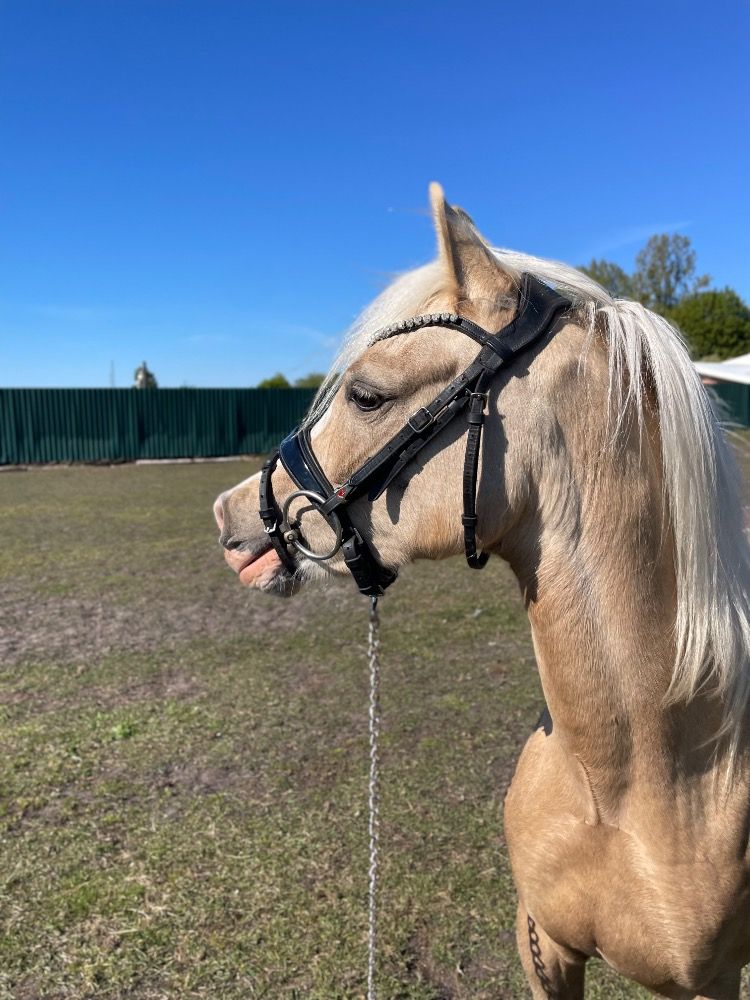 Welsh allround-pony Merrie 2 jaar Andere te koop - Foto 2