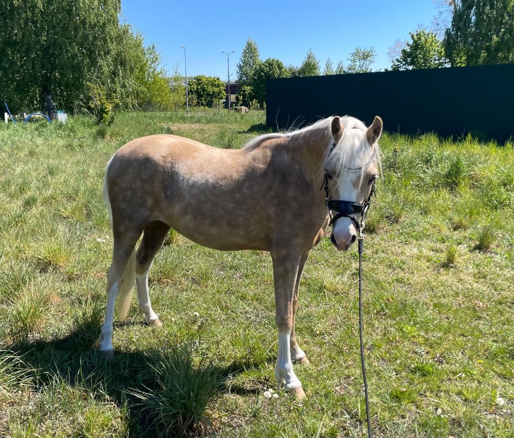 Palomino Welsh Pony Mare
