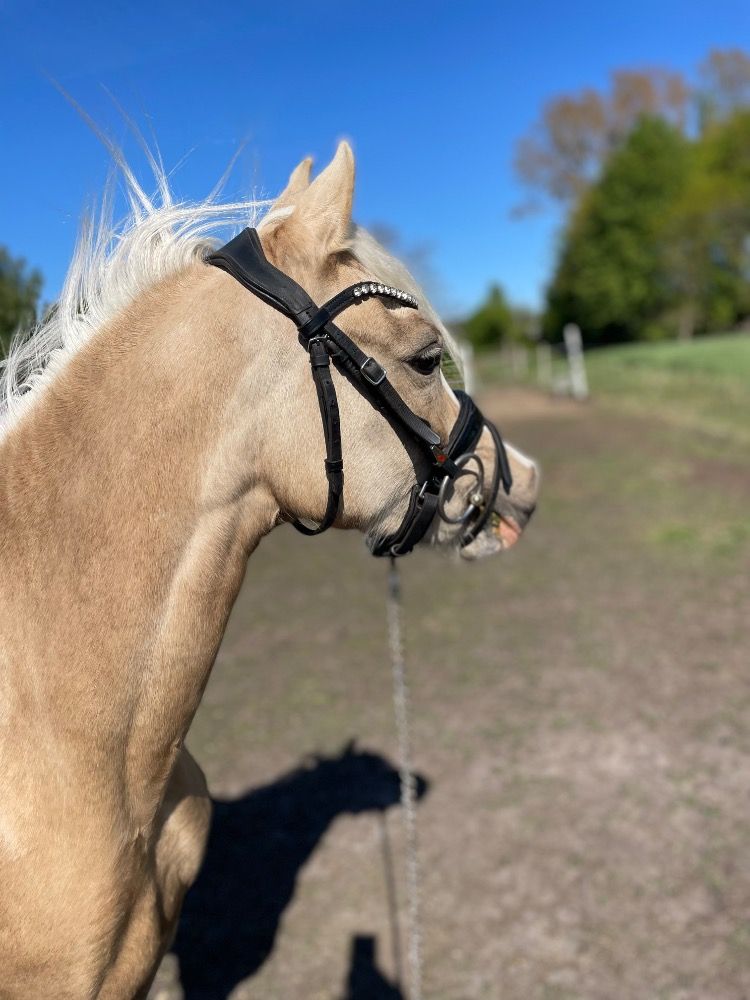 Welsh allround-pony Merrie 2 jaar Andere te koop - Foto 3