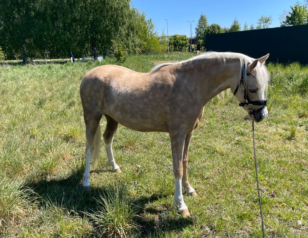 Welsh allround-pony Merrie 2 jaar Andere te koop - Foto 4