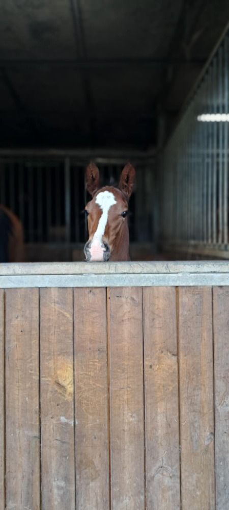 BWP springpaard Hengst Bruin te koop - Hoofdfoto