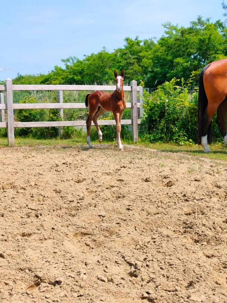 BWP springpaard Hengst Bruin te koop - Foto 5