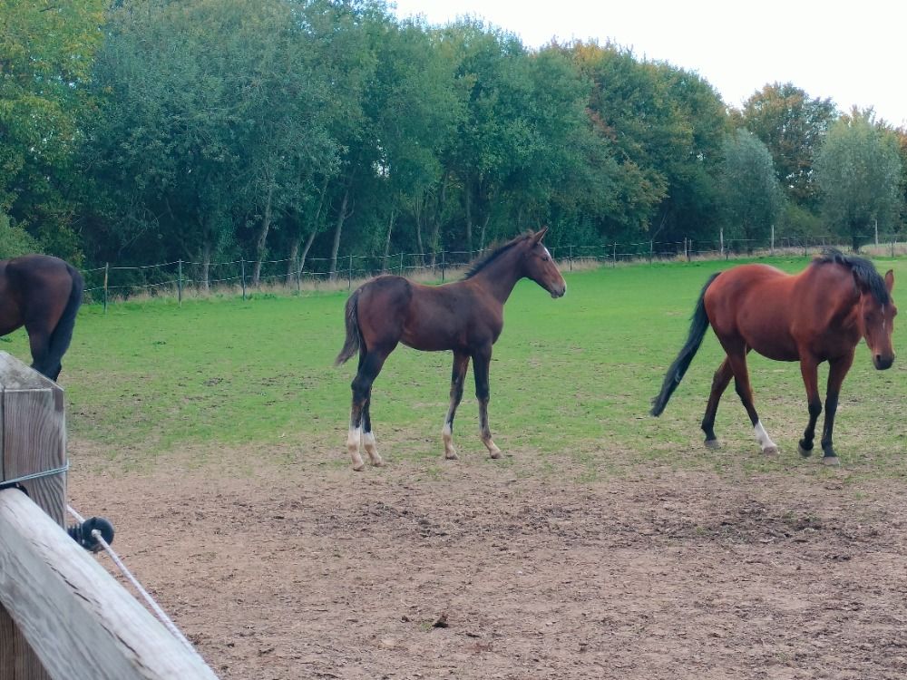 BWP springpaard Hengst Bruin te koop - Foto 4