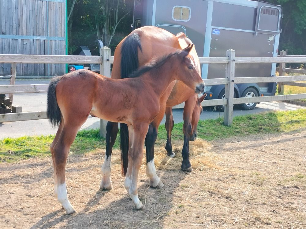 BWP springpaard Hengst Bruin te koop - Foto 3