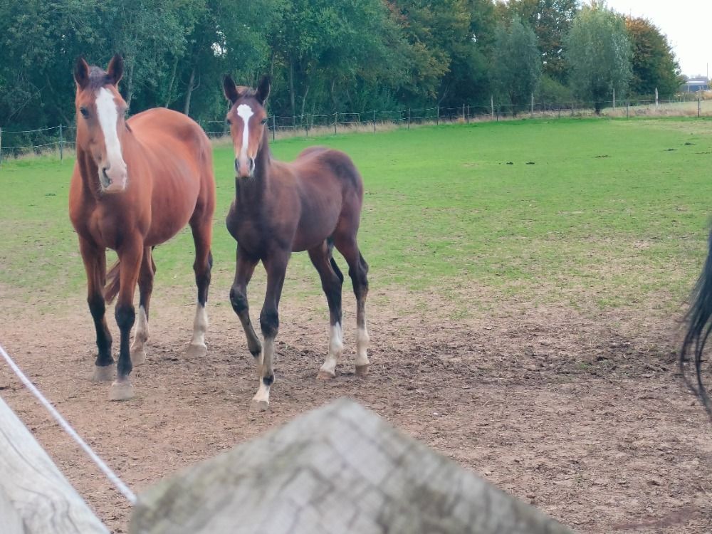 BWP springpaard Hengst Bruin te koop - Foto 2