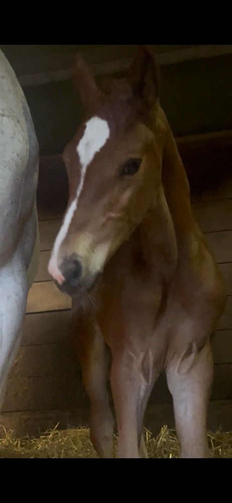 Zangersheide springpaard Hengst Vos for sale - Photo 3