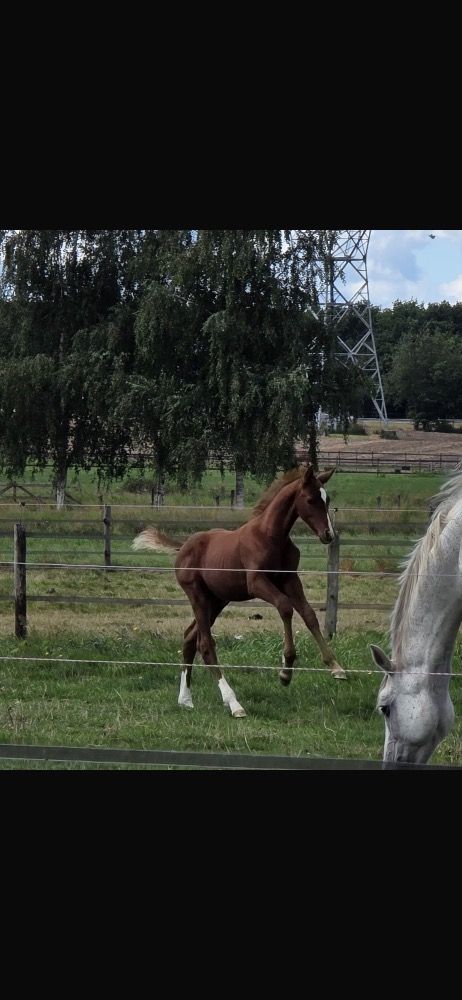 Zangersheide springpaard Hengst Vos for sale - Photo 2