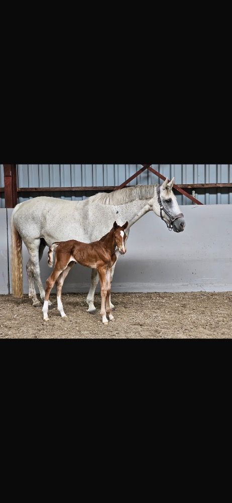 Zangersheide springpaard Hengst Vos for sale - Main photo