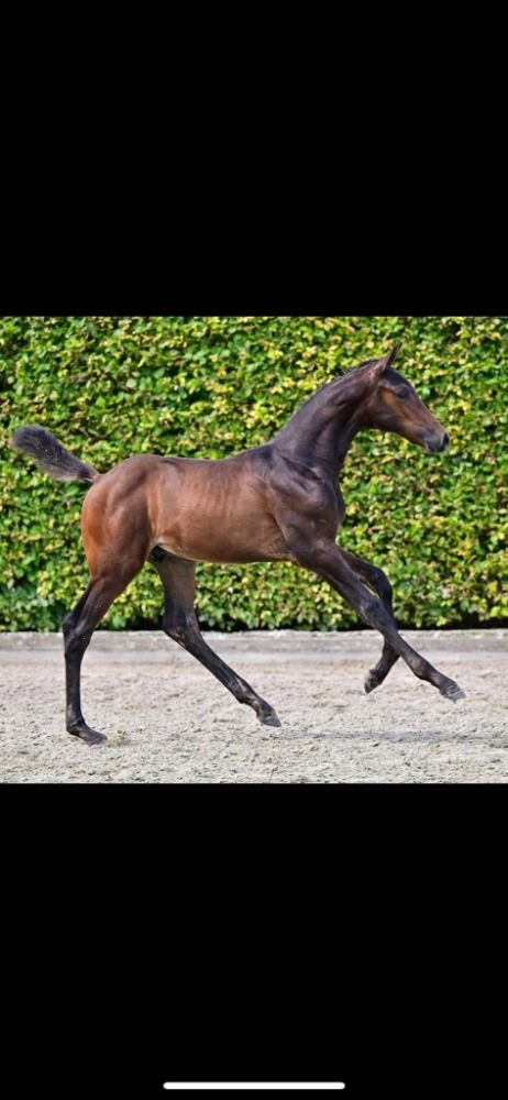 BWP springpaard Hengst 1 jaar Bruin te koop - Foto 2